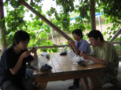 �Ԃǂ����H��